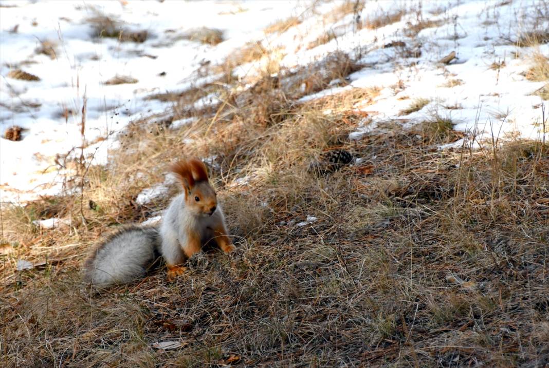 Doğanın renkli misafirleri! Kars'ta kızıl sincaplar yaşam alanlarında görüntülendi 11